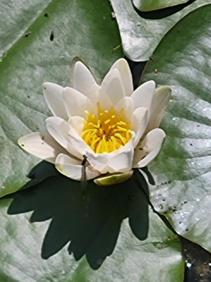 דירות Dhamma-Retreat In ברלין מראה חיצוני תמונה